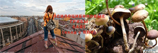 прущие крисы Богданович